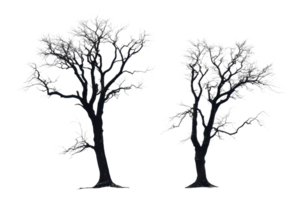 Two detailed black and white silhouette images of tall trees with branches and foliage. High-resolution nature illustration perfect for various designs. png