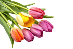 Vibrant bouquet of fresh tulips in various colors, isolated on a transparent background. Perfect for spring and floral design projects. png