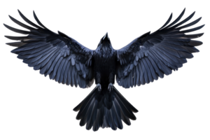 Majestic black raven in mid-flight with wings fully spread against a transparent background. showcasing the elegance of this striking bird. png
