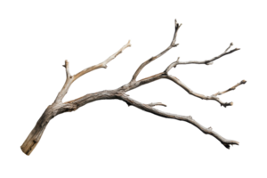 Isolated bare tree branch with multiple sub-branches on transparent background. perfect for natural and organic-themed concepts. png