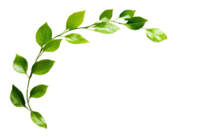 Elegant green plant branch with fresh leaves in a semi-circle arrangement, isolated on a transparent background. Ideal for nature and botanical projects. png