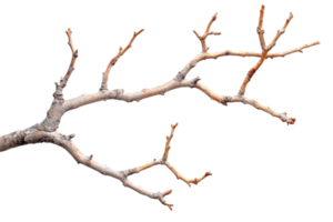 Close-up of a dry tree branch isolated on a transparent background. perfect for nature and organic-themed designs and projects. png