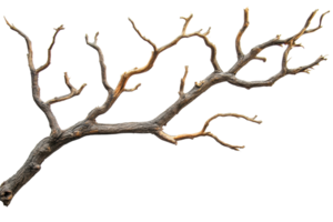 A detailed stock photo of a dry, bare tree branch isolated on a transparent background. ideal for natural or rustic-themed projects. png