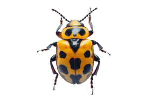 Close-up of a vibrant yellow and black spotted beetle isolated on a transparent background. showcasing its intricate details and unique patterns. png