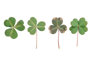 Four leaf clovers isolated on a transparent background. showcasing different variations of the lucky plant. png