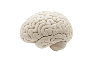 Detailed close-up image of a human brain, showcasing intricate anatomy and structure on a transparent background. png