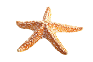 avvicinamento di un' vivace arancia stella marina isolato su un' trasparente sfondo. in mostra suo unico struttura e stella forma. png