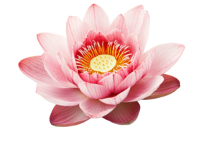 Close-up image of a beautiful pink lotus flower in full bloom with detailed petals and yellow stamen, isolated on transparent background. png