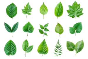 Collection of various green leaves isolated on transparent background. Perfect for botanical, nature and eco-friendly design projects. png