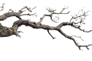 Dried tree branch isolated on transparent background. showcasing natural texture and intricate details of weathered wood structure. png