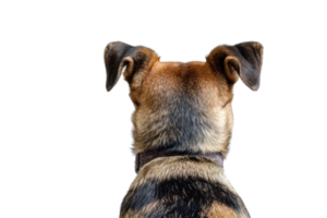 Rear view of a dog's back showing head and ears. The canine has a tri-color coat, sitting on a transparent background. illustrating animal behavior. png