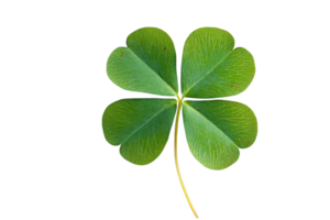 High-quality image of a green four-leaf clover against a transparent background. Symbol of luck and good fortune. png