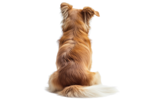 Rear view of a brown long-haired dog sitting against a transparent background. showing off its fluffy fur and wagging tail. png