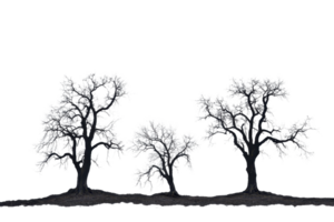 Three leafless trees with intricate branches, creating an eerie and serene silhouette against a clear background. png