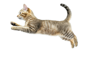 A playful tabby kitten leaping in the air with a transparent background. showcasing its agility and energy. png