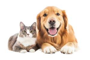 A friendly golden retriever dog and a cute gray and white cat lying down together on a transparent background. looking directly at the camera. png