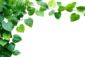 Beautiful green leaves with a heart shape arranged in a corner frame on a transparent background. perfect for nature-themed designs and backgrounds. png