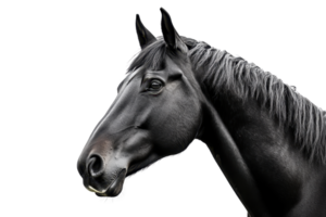 Graceful black horse portrait with a close-up view showcasing its beautiful features and glossy coat, isolated on a transparent background. png