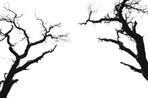 Dark, eerie tree branches silhouetted against a night sky, creating a haunting and ominous atmosphere, perfect for Halloween or gothic themes. png