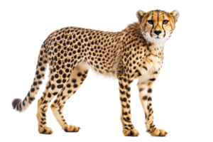 High-resolution image of a majestic cheetah standing and looking ahead, showcasing its beautiful spotted coat and lean build in a clear background. png
