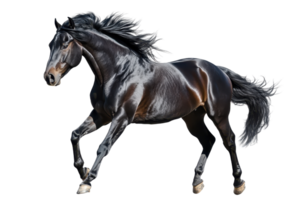Majestic black horse running with powerful stride. Shiny coat glistens under light, showcasing beauty and grace in motion. png