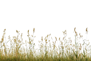 Tall wild grasses swaying under a clear sky, offering a serene nature scene perfect for backgrounds and tranquil layouts. png