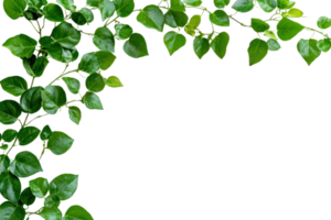 Lush green foliage forming a natural frame with vibrant, glossy leaves against a transparent background, perfect for design elements and backgrounds. png