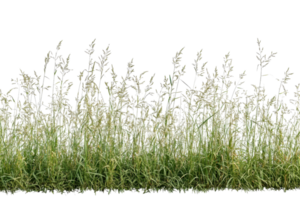 A close-up of tall, wild grass in a field, with delicate seed heads swaying gently in the breeze. png