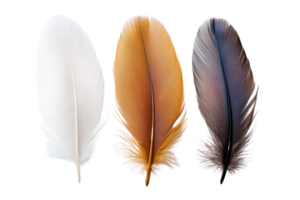 Close-up of three colorful feathers, arranged in a row - white, brown, and gray. Ideal for nature, texture, and background concepts. png