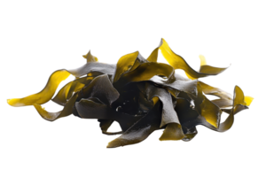 Close-up of fresh seaweed with vibrant colors, perfect for culinary and nutritional uses. High-quality image ideal for health, food, or natural themes. png