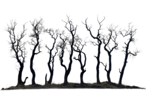 Bare trees creating a haunting silhouette at dusk, set against a stark background for dramatic effect and perfect for nature-related themes. png