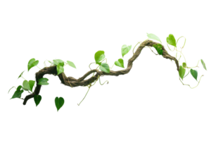 Close-up image of a twisting green vine with small leaves, isolated on a transparent background. Perfect for nature-themed designs and projects. png
