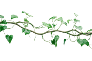 Vibrant green ivy vine isolated on transparent background. perfect for nature projects, botanical designs, and decorative elements. png