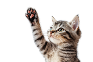 Cute tabby kitten raising its paw isolated on transparent background. Adorable young cat with playful gesture, ready for commercial use. png