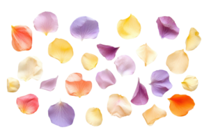 A vibrant array of assorted rose petals in various colors, scattered over a transparent background. ideal for romantic, floral, or artistic themes. png