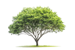 A lush green tree with a wide canopy, isolated on a transparent background. Ideal for nature and environmental themes. png