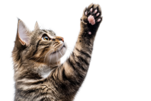 Close-up of playful tabby cat reaching out with paw. Isolated on transparent background. perfect for pet-themed designs or cat lover content. png