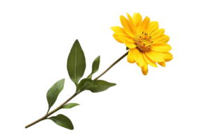 Bright yellow flower with green leaves isolated on a transparent background. perfect for nature, spring, and botanical themes. png