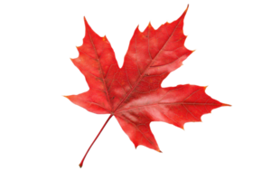 Close-up of a vibrant red autumn maple leaf with detailed veins, isolated on a transparent background. symbolizing seasonal change. png