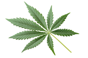 hohe Auflösung Bild von ein Single Cannabis Blatt isoliert auf ein transparent Hintergrund. präsentieren es ist charakteristisch gestalten und Textur. png