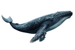 Majestic blue whale swimming gracefully in the ocean, showcasing its immense size and beautiful details of its skin and fins. png