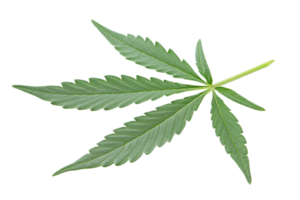 Nahansicht von ein Single Hanf Blatt auf ein transparent Hintergrund. präsentieren es ist natürlich Grün Farbe und einzigartig Blatt Struktur. png