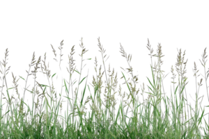 Close-up of tall grass swaying in the wind, showing the beauty and simplicity of nature in a serene outdoor setting. png