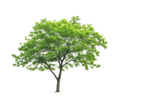 A beautiful, lush, green tree with dense foliage and a sturdy trunk standing alone on a transparent background. perfect for nature and landscaping themes. png
