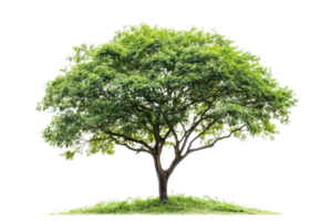 A lush green tree standing alone against a transparent background. showcasing vibrant foliage and a strong trunk, symbolizing nature and growth. png