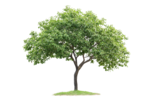 A lush green tree stands on a transparent background. showcasing its full foliage and natural beauty, ideal for various design projects. png