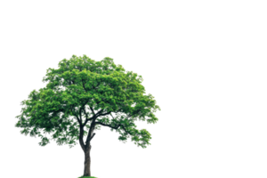 An isolated green tree with a lush canopy set against a transparent background, perfect for design projects and nature-themed graphics. png