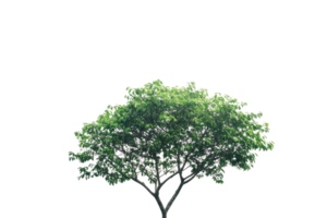 Beautiful isolated green tree with lush foliage and multiple branches against a transparent background, perfect for design projects. png