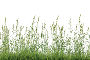 A close-up view of tall wild grass and weeds against a transparent background. ideal for nature and botanical themes. png