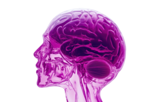 Rendered illustration of a transparent human brain with vibrant purple color, depicting neurological structures and pathways in profile view. png